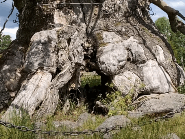 Kvilleken i Vimmerby