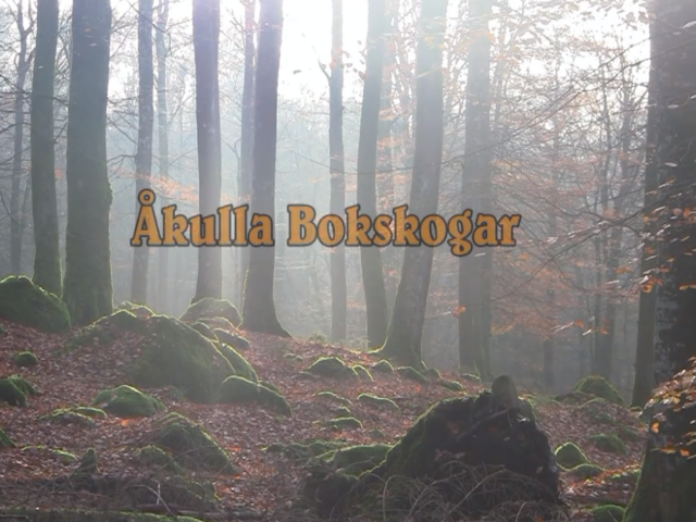 Åkulla Bokskogar i Halland